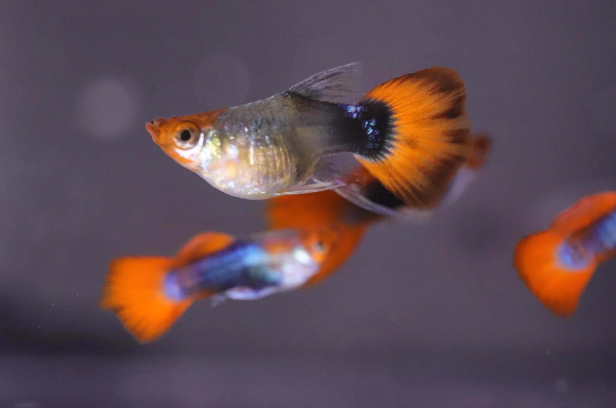Vibrant Guppies, Delivered Nationwide