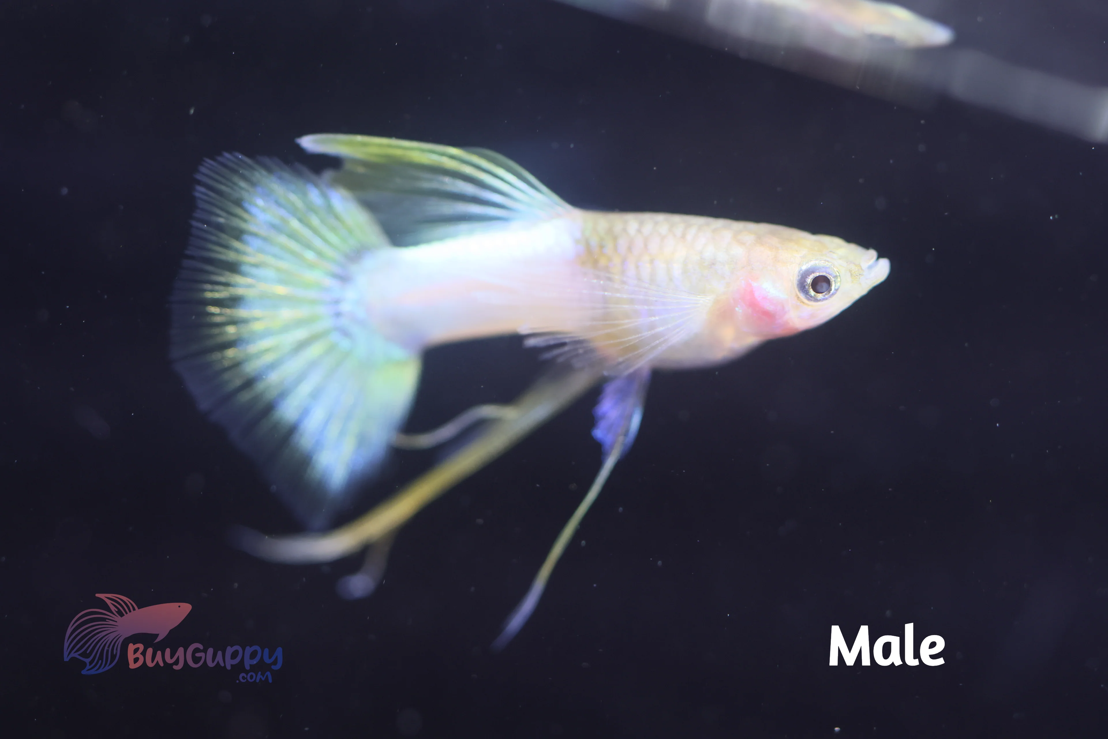 Popular guppies