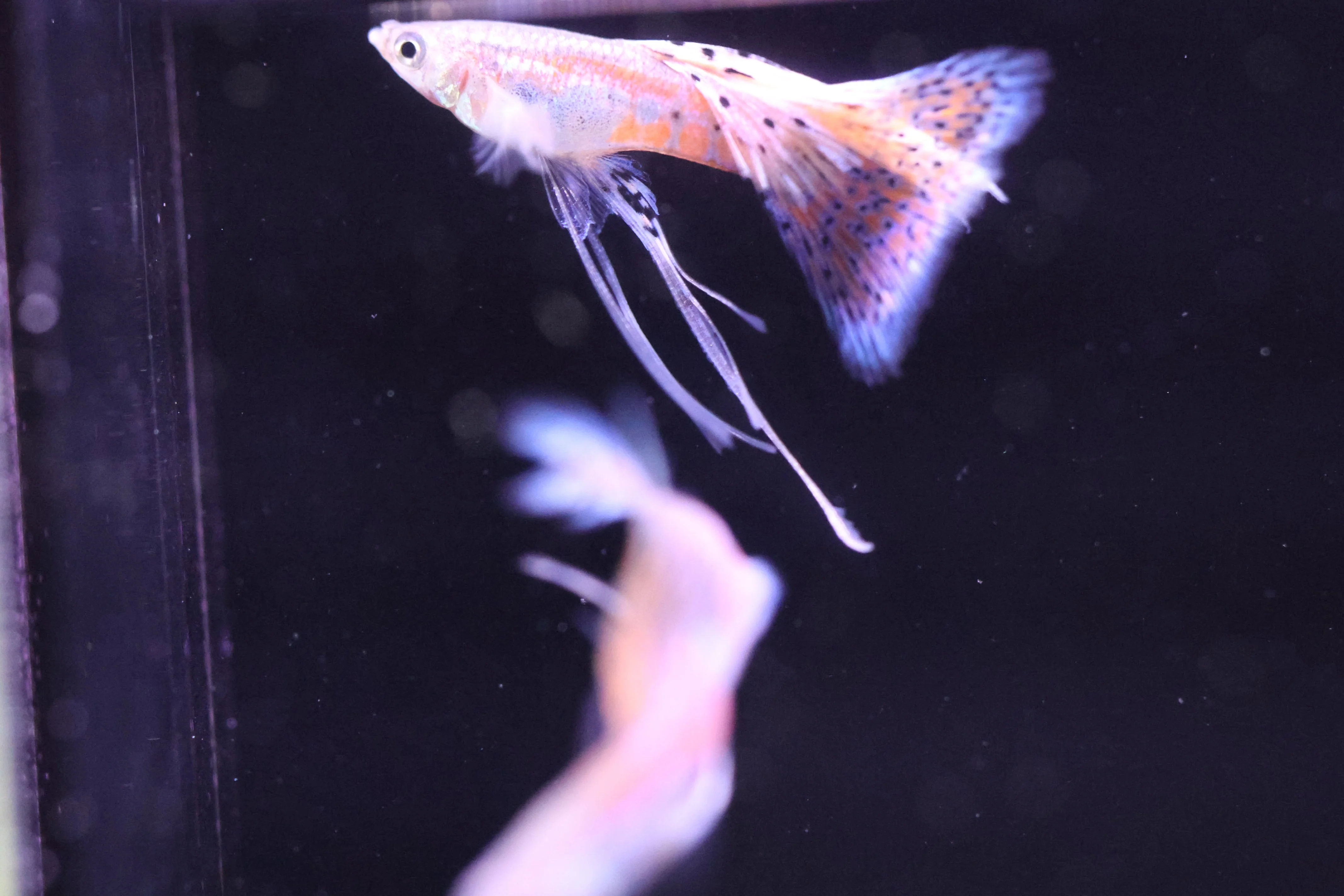 Guppy Fish Collection